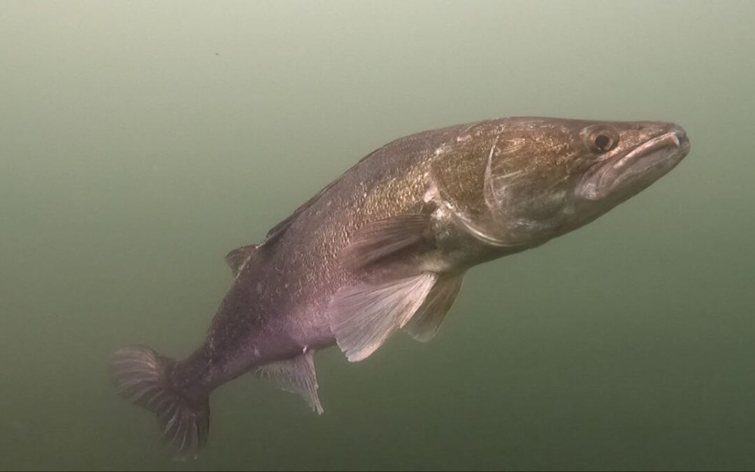 Event: Kraaijenbergse Plassen [18.04.2026]