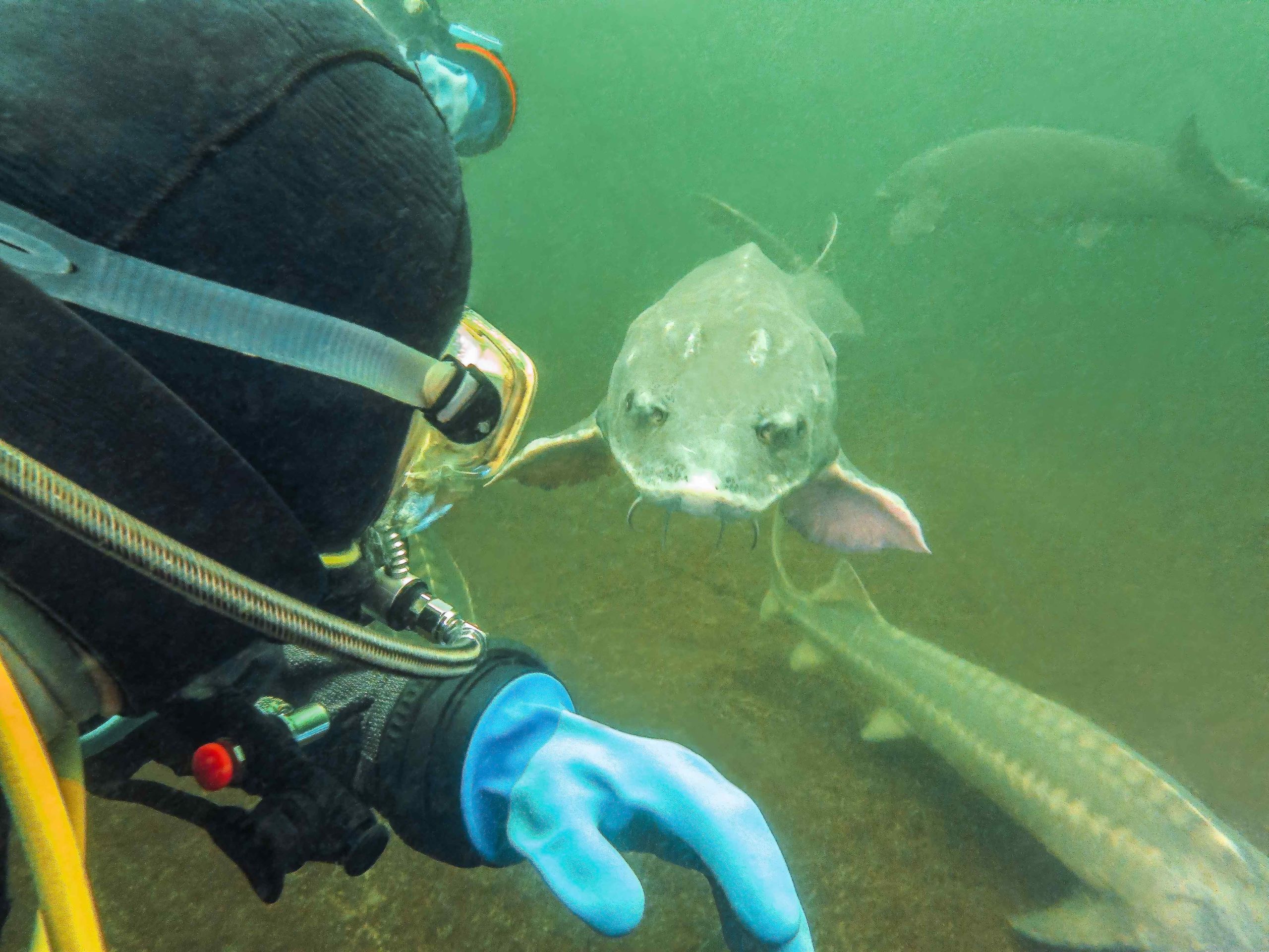 Ibbenbüren -Tauchen mit Stören im NaturaGart 19.09.2020